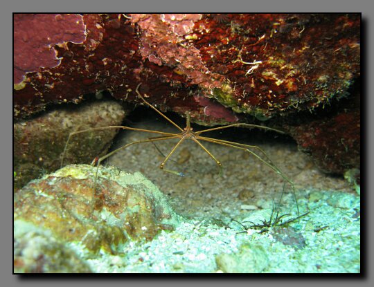 arrow crab